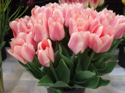 Apricona-(2)